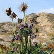 Koniklec lun esk (Pulsatilla pratensis subsp. bohemica)