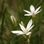 Anthericum liliago (blozka liliovit)