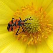 Adonis Vernalis (hlavek jarn)...