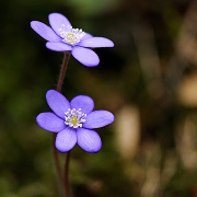 Jaternk podlka (Hepatica nobilis)