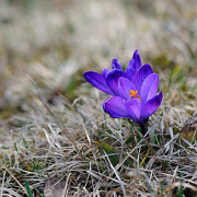 afrn karpatsk (Crocus heuffelianus)