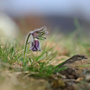 Koniklec lun esk (Pulsatilla pratensis subsp. bohemica)