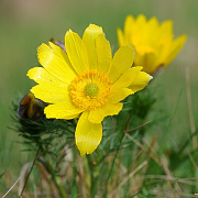 Hlavek Jarn (Adonis vernalis)