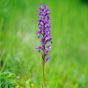 Vstava musk (Orchis mascula)