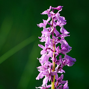 Vstava musk (Orchis mascula)