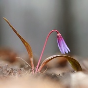 Kandk ps zub (Erythronium dens-canis)