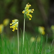 Prvosenka jarn (Primula veris)