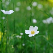 Sasanka lesn (Anemone sylvestris)