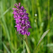 Prstnatec mjov (Dactylorhiza majalis)